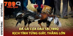 Đá Gà Cựa Dao