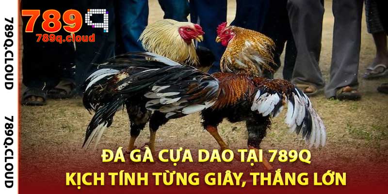 Đá Gà Cựa Dao