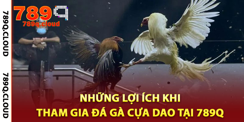 đá gà cựa dao