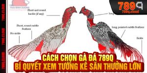 Cách Chọn Gà Đá 789q - Bí Quyết Xem Tướng Kê Săn Thưởng Lớn