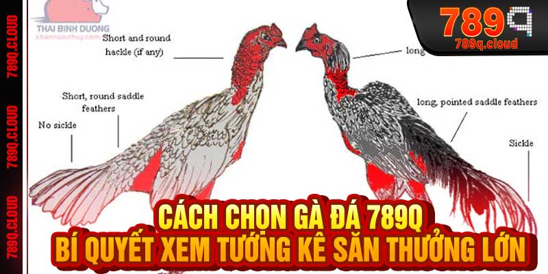 Cách Chọn Gà Đá 789q - Bí Quyết Xem Tướng Kê Săn Thưởng Lớn