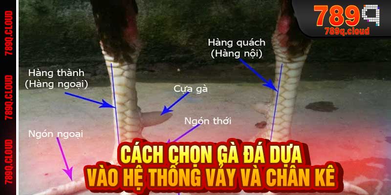 Cách Chọn Gà Đá Dựa Vào Hệ Thống Vảy Và Chân Kê
