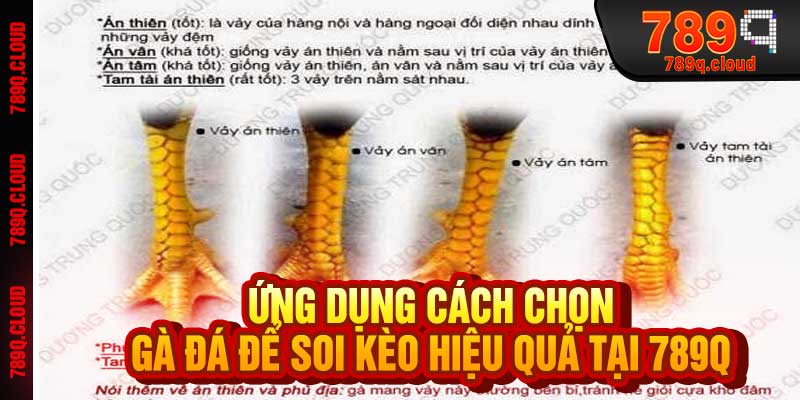 Ứng Dụng Cách Chọn Gà Đá Để Soi Kèo Hiệu Quả Tại 789q